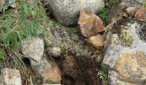 Image with Rock